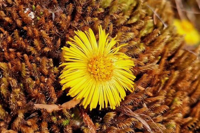 Auch Leserreporter Werner Buchacher schreibt: "Frühling im Winter. Entdeckt, bei einer Wanderung am Neujahrstag in Richtung Stöfflerberg. Die Feuchtigkeit des geschmolzenen Schnees und die hohen Temperaturen haben diesen Huflattich zum Blühen gebracht. Liebe Grüße und ein gutes neues Jahr aus dem Gailtal."
