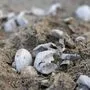 Vor den Augen überraschter Urlauber schlüpften die Schildkröten-Babys 