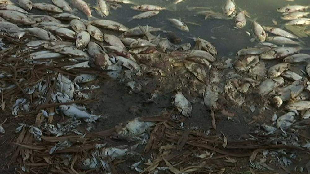 Eine Million tote Fische wegen Hitzewelle in Australien