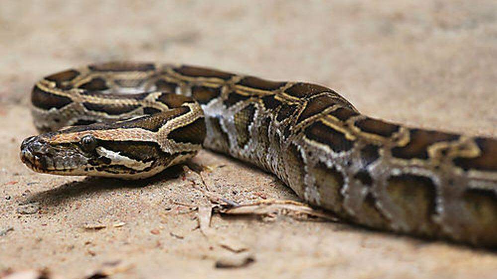 Ohne Stress kein Problem: Pythons verschlingen ihre Beute immer in einem Rutsch 