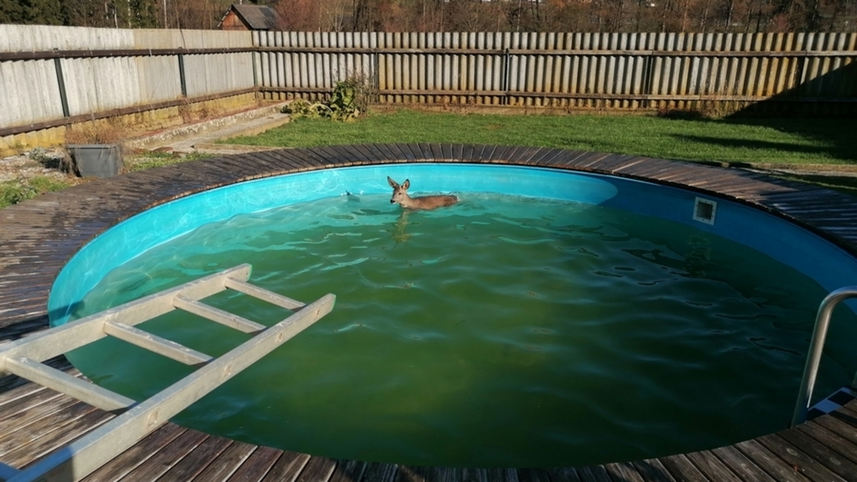 Das Reh blieb unverletzt und wurde nach der Rettung wieder freigelassen