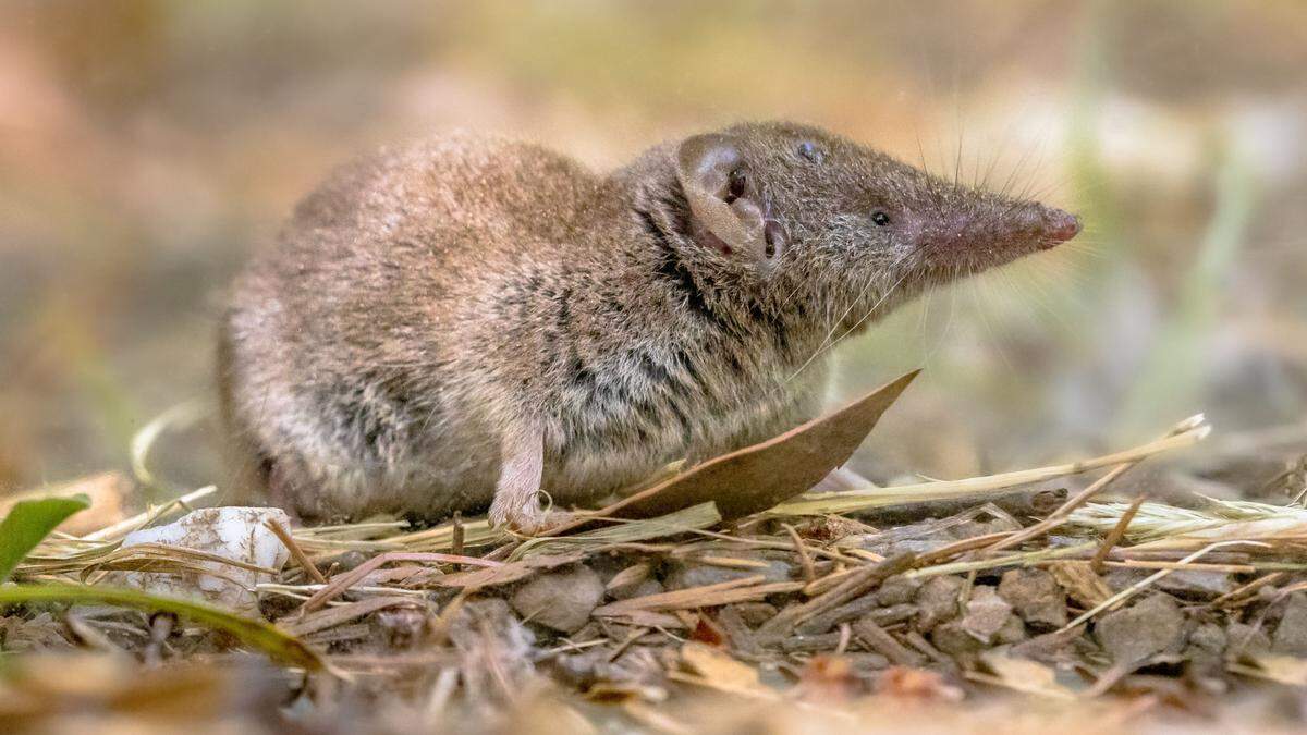 Bei Tests in Tieren wurde das Virus vorwiegend in Spitzmäusen (Sujetbild) entdeckt.