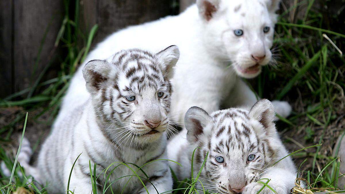 Drei bengalische weiße Tiger im Zoo von Buenos Aires