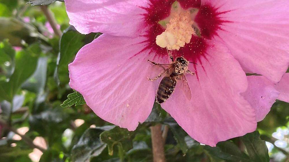 Die Pollen bleiben an der eifrigen Biene haften