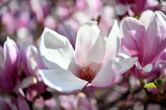 Als Hauptursachen der Bedrohung werden die Zerstörung der natürlichen Lebensräume der Magnolien für die Landwirtschaft sowie deren übermäßige Ausbeutung angesehen.