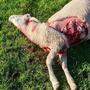 Elf gerissene und acht unauffindbare Schafe beklagt Landwirt Arnold Linder