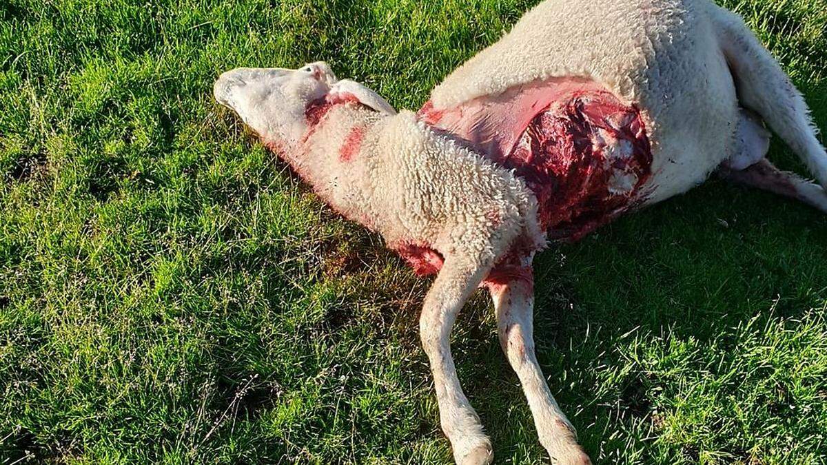 Elf gerissene und acht unauffindbare Schafe beklagt Landwirt Arnold Linder