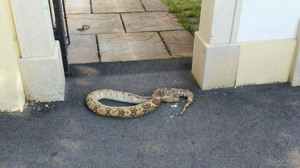Toter Python lag vor Hauseingang