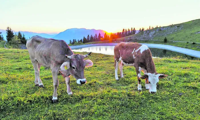 Beim Bergsee auf dem Hochkarstplateau Golte weiden glückliche Kühe