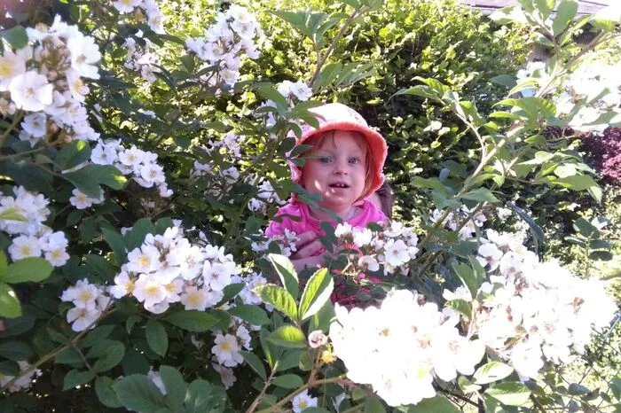 In Höflach (Gemeinde Fehring) versteckt sich Luise hinter den prächtigen Rosen.