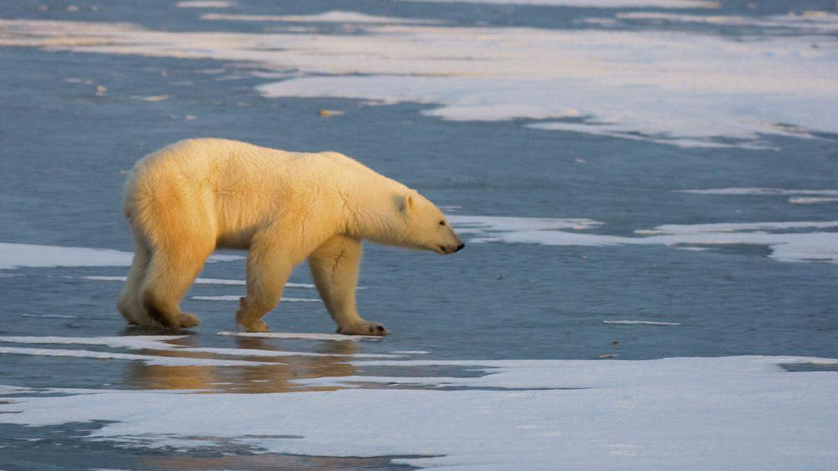 Gefährliches Raubtier: der Eisbär