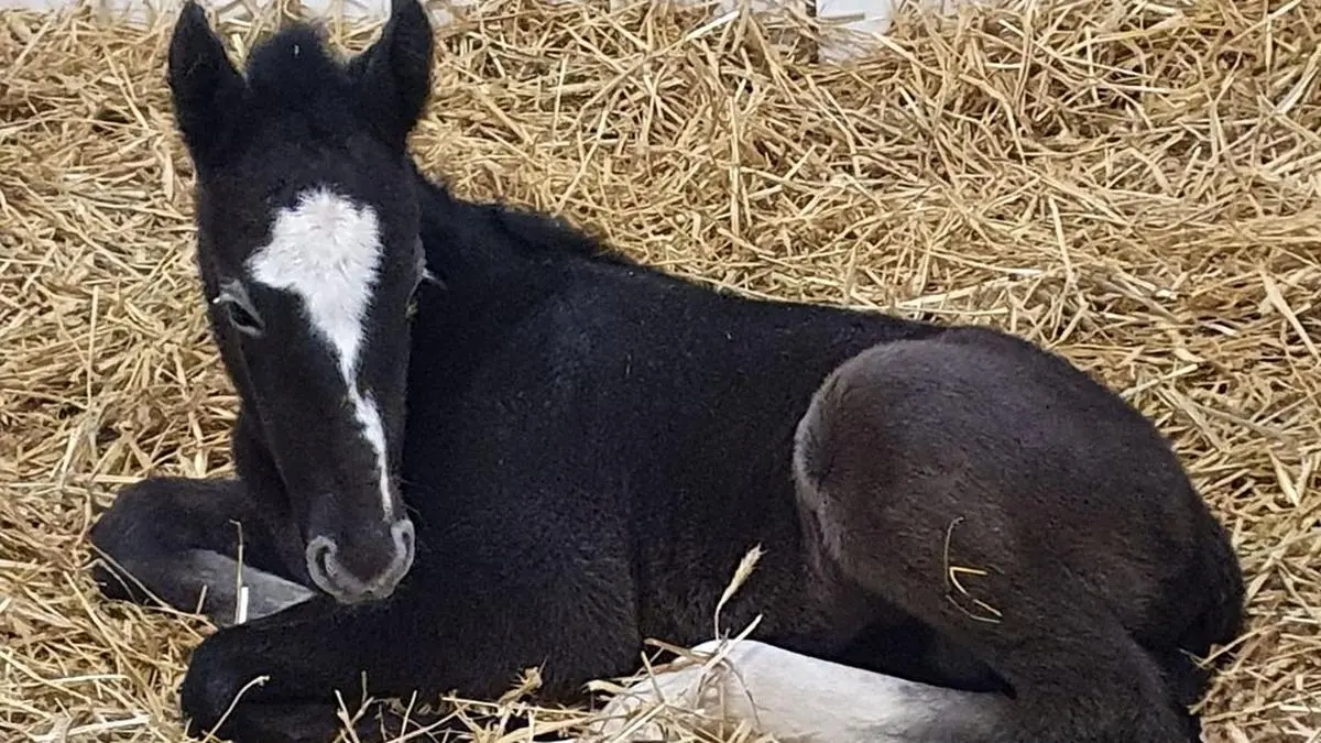 Neapolitana Presciana kam am 21. Jänner auf die Welt