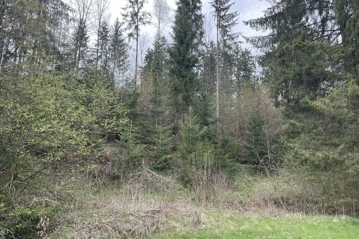 Laut Anrainern ist der Wald Rückzugsort für viele Tiere.