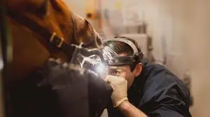 Tierarzt bei der Untersuchung eines Pferdes