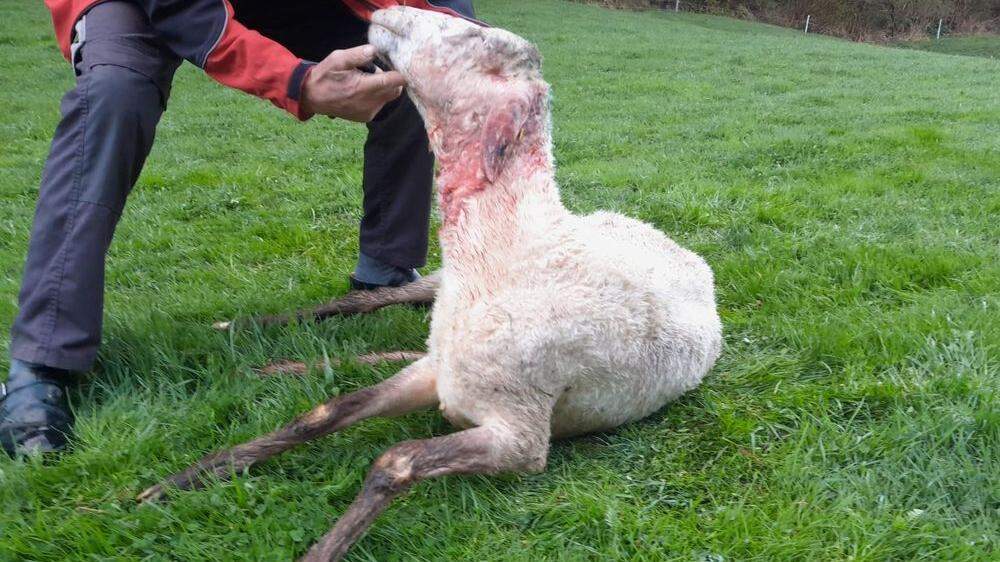 Bei Wolfsattacke in Mittwald (Anras) wurden drei Schafe  getötet und zehn verletzt 