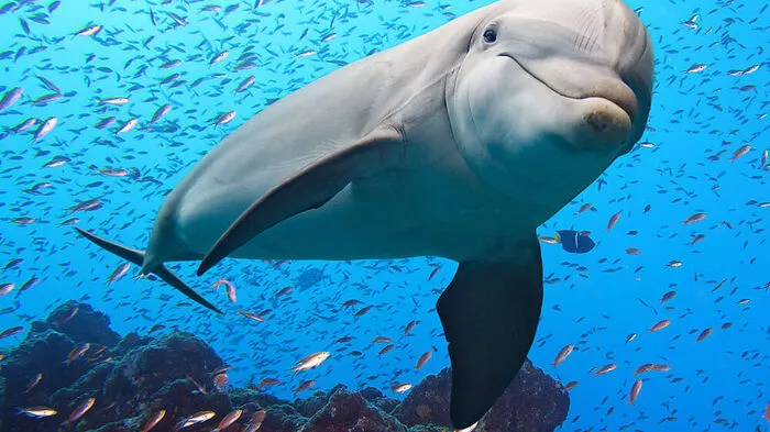 Liebestoller Delfin in Frankreich.28. August:Ein Delfin mit Sexproblemen schafft es in die Schlagzeilen. Rund drei Meter misst ein zutraulicher Delfin, dem man den Namen Zafar gegeben hatte. In der Bucht von Brest, Frankreich, tauchte er oft nah neben Booten auf, begleitete sie und ließ sich fotografieren. Allein, er fand keine Partnerin, was das sexuell unausgelastete Tier zu ungewöhnlichen Verhaltensweisen veranlasst haben soll, wie etwa "The Telegraph" berichtet. Dem Bürgermeister der französische Gemeinde Landévennec wurde das Verhalten des Delfins schließlich doch zu heiß - er ließ den Strand sperren, sobald auch nur Delfine in der Nähe gesichtet wurden. Nur noch Wissenschafter durften sich näher als 50 Meter an die Tiere heranwagen.