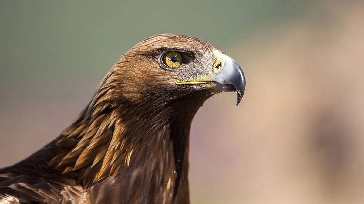 Auf der Suche nach Bartgeier und Steinadler im Nationalpark Hohe Tauern