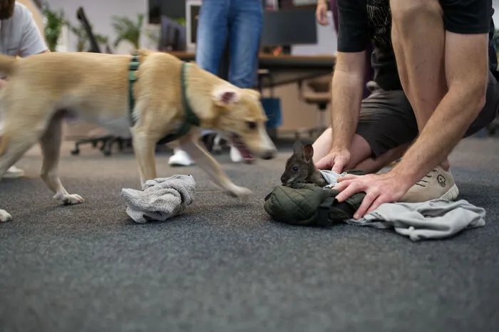 Felix, ein vom Aussterben bedrohtes Parmakänguru, ist seiner Mutter aus dem Beutel gefallen und in den Wald gelaufen. Nur durch Zufall konnte der kleine Kerl gefunden werden. 