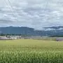 Ein Maisfeld mit dem Umspannwerk Obersielach im Hintergrund. Man sieht Stromleitungen, die zum Umspannwerk führen | Beim Umspannwerk Obersielach in der Gemeinde Völkermarkt soll die Trasse enden