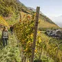 Am Pflanzerhof in Burgstall bei Meran können bei einer Hofführung die Weinberge erwandert werden