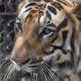 Eingesperrte Tiger: Tausendfaches Tierleid, auch in Europa