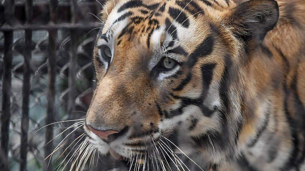 Eingesperrte Tiger: Tausendfaches Tierleid, auch in Europa