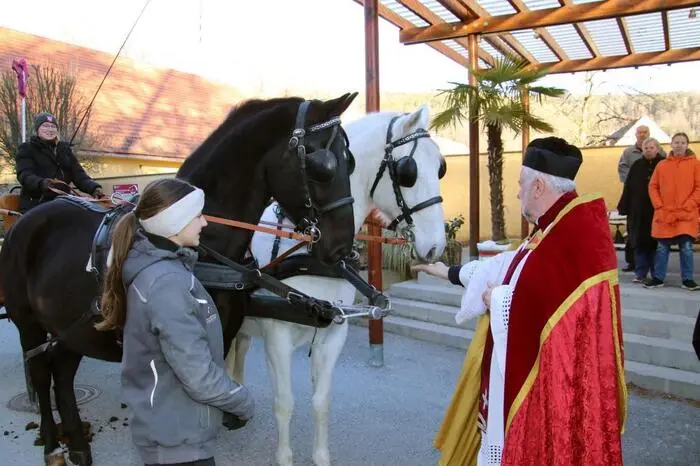 Zur Belohnung gab es für die Lipizzaner Würfelzucker. 