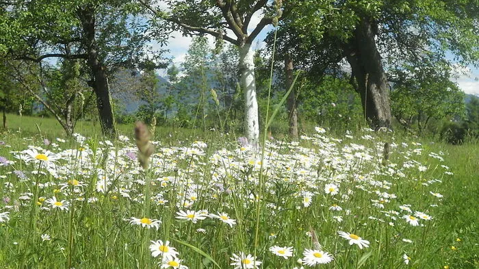 Eine blühende Wiese in Baldramsdorf