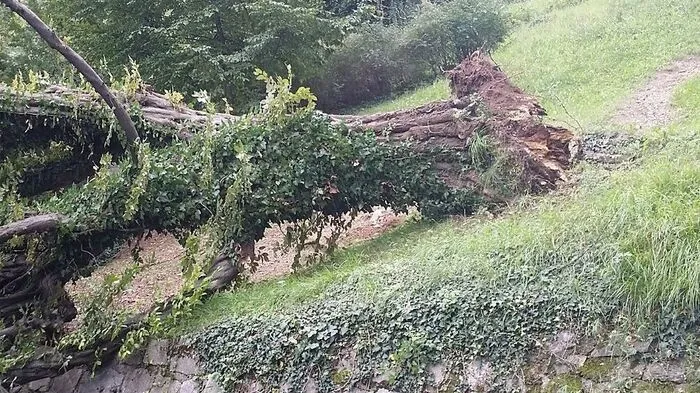Etwa 20 Meter war jene Hainbuche groß, die am Montag plötzlich umgekippt ist, weil die Hauptwurzel zu faulen begonnen hat