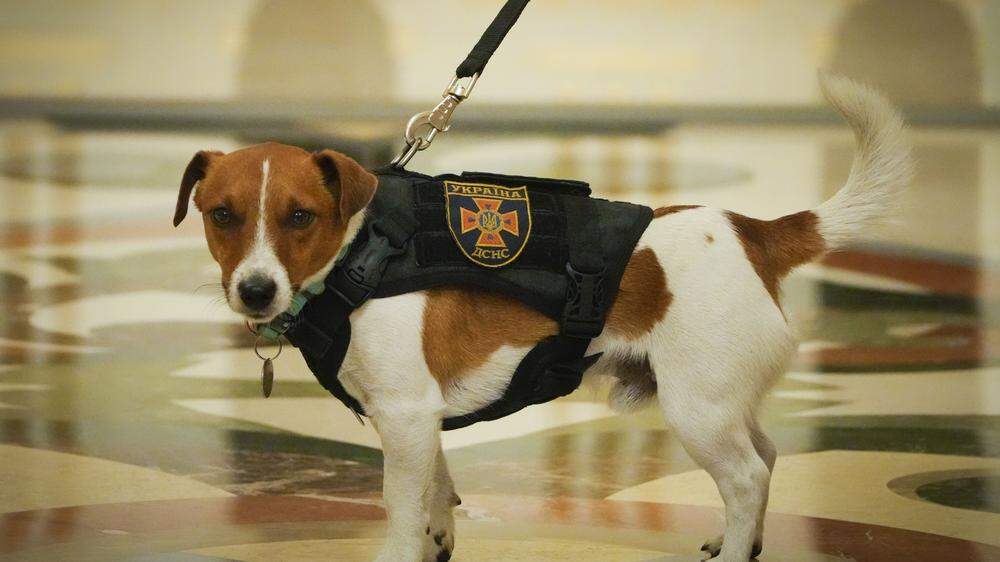 Auch so sehen Helden aus: Der Minensuchhund Patron, der mehr als 230 Sprengsätze aufspürte