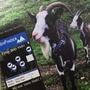Mit dem "ViehFinder" sehen Bauern den Standort ihrer Tiere am Handy