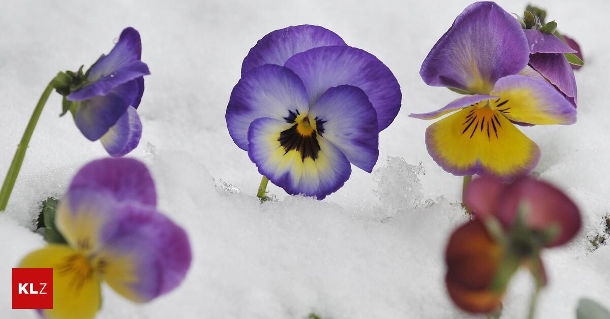 K-rnten-und-Steiermark-Der-Fr-hling-beginnt-mit-K-lte-und-20-Zentimeter-Neuschnee