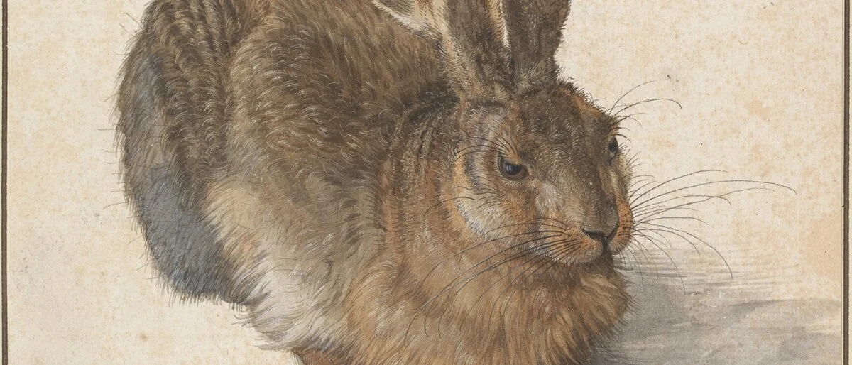 Albrecht Dürer. Feldhase, 1502