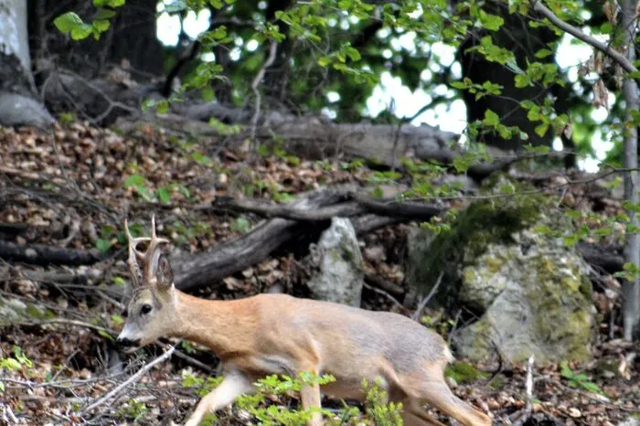 Der Rehbock wurde in Wurzing bei Wildon abgelichtet