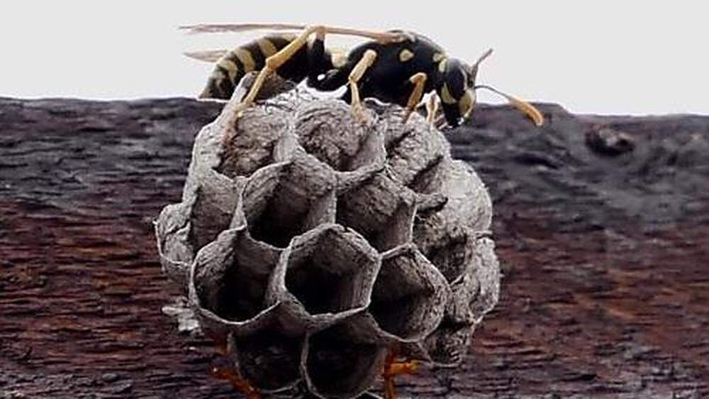 Wespen suchen einen geschützten Hohlraum, um ihr Nest zu bauen