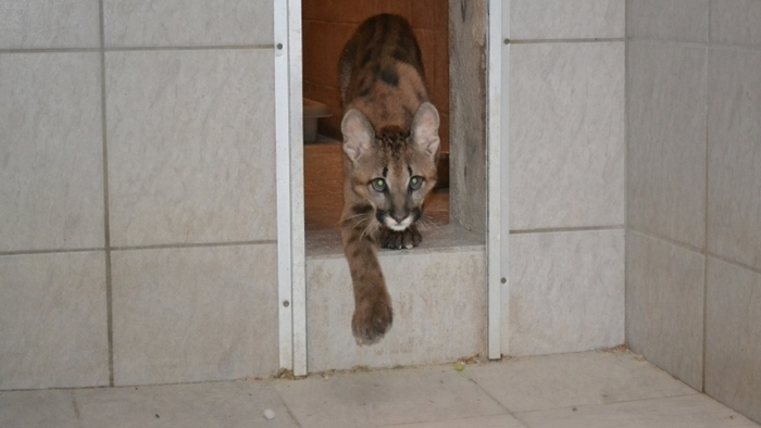 Die Vermieterin wurde auf das illegale Tier aufmerksam und alarmierte die Behörden der Stadt Lahr in Baden-Württemberg. Die Wildkatze wurde beschlagnahmt. Der Vorfall ereignete sich bereits Ende 2018, berichtete der Tierschutzverein Vier Pfoten am Donnerstag, der "Tikam" in Obhut nahm.  