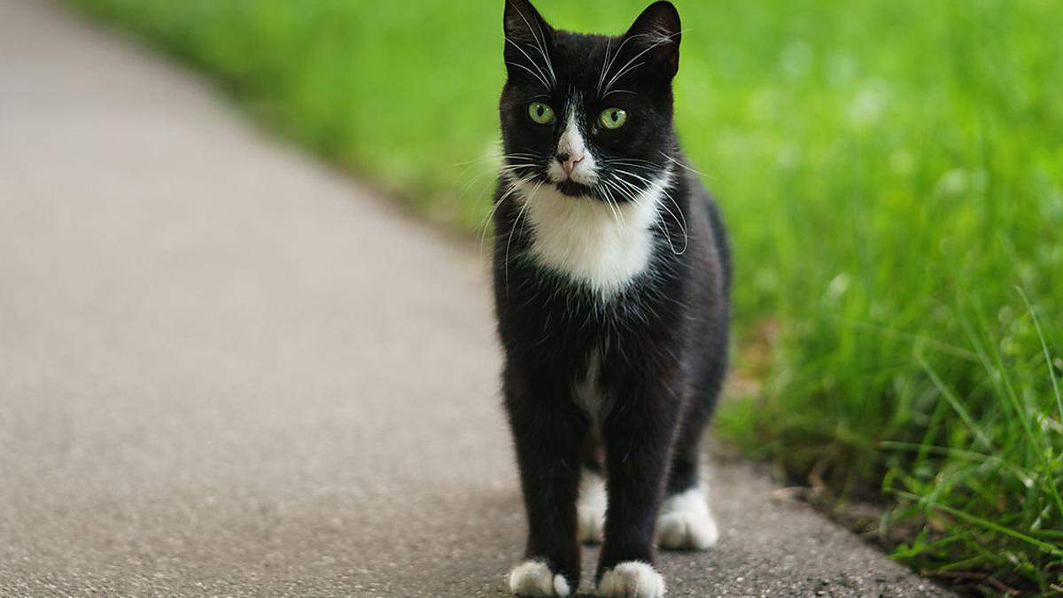 Auch ein schwarz-weißer Kater wurde getötet (Symbolfoto)