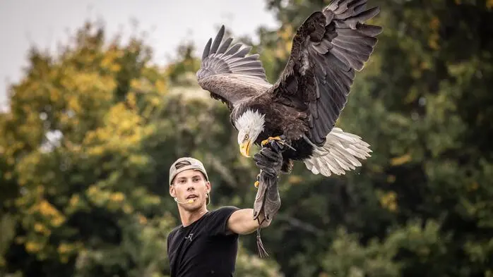 Vor zehn Jahren startete Lukas Hagendorfer als erster Lehrling der Greifvogelwarte Riegersburg die Ausbildung zum Tierpfleger. Im Bild: Mit einem Weißkopfseeadler