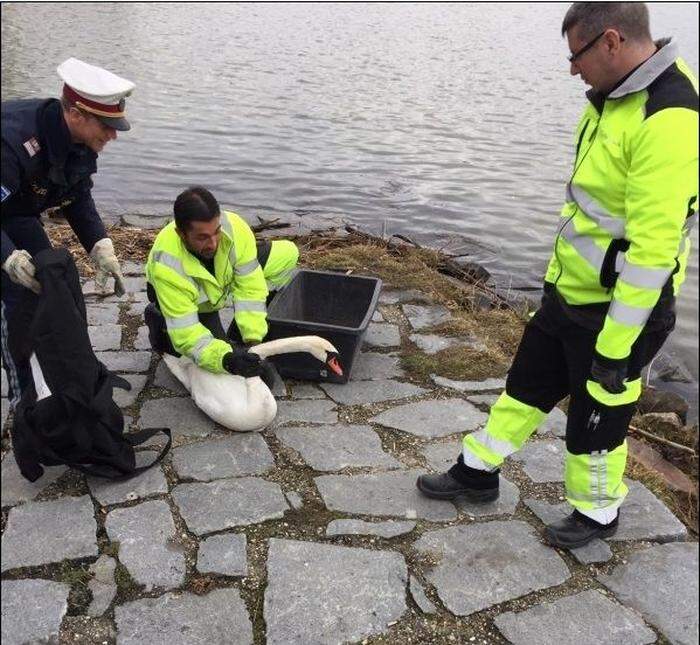 Der Schwan widersetzte sich seiner Rettung