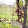 Vom Frost geschädigte, braune Marillenblüten bei Bio-Obstbauer Rosenberger