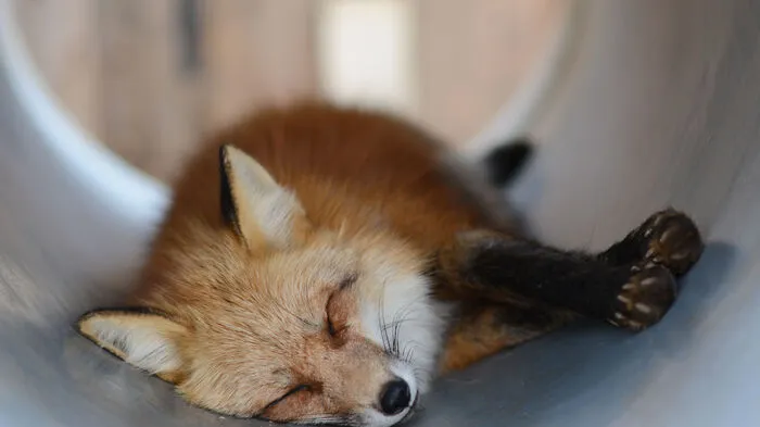 Japan. Ausgefuchst geht es im „Dorf der Füchse“ in Zao zu. Besucher können hier sogar sechs verschiedene Arten der tierischen Gauner antreffen. Kein Wunder, sind sie doch Teil der japanischen Tradition. 
