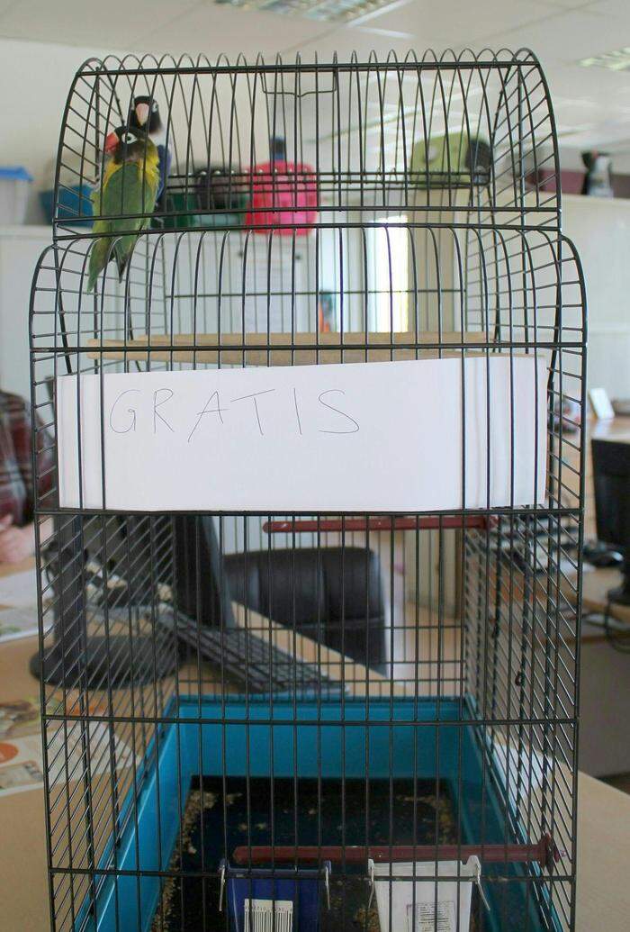 In diesem Käfig wurden die Papageien "entsorgt"