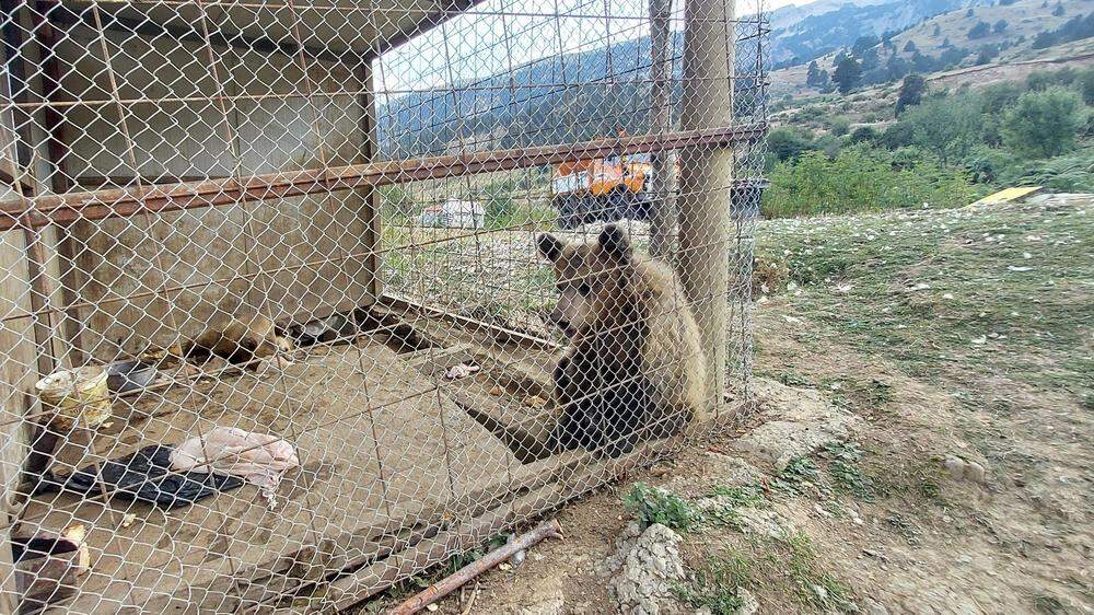 Keineswegs artgerecht waren die Bärenjungen untergebracht. Sie verschwanden kurz vor ihrer Rettung.