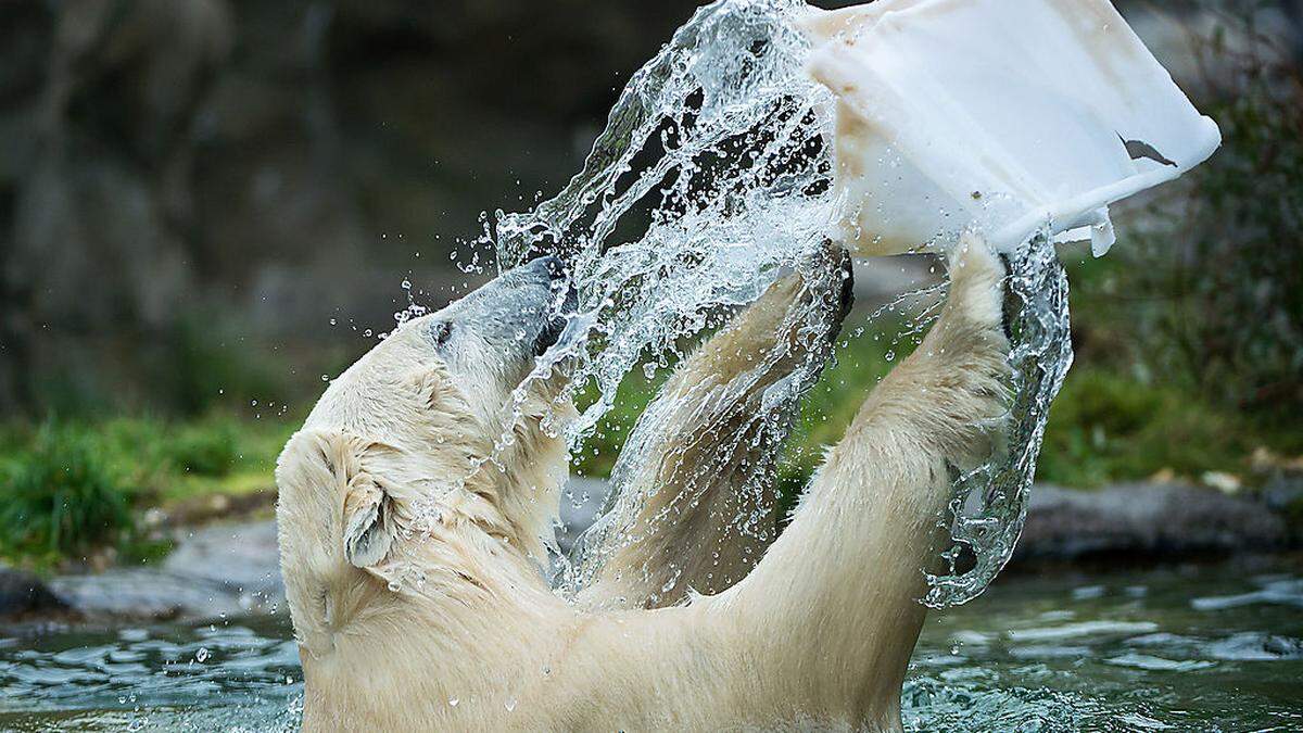 Eisbär Lynn