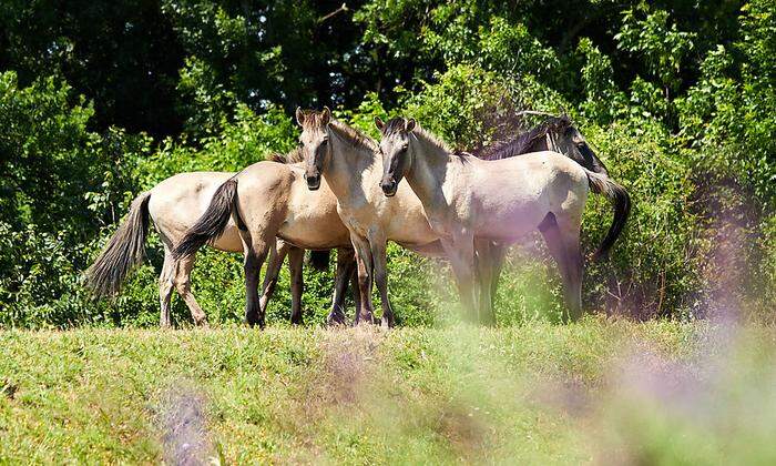 Angesiedelte Konik-Pferde pflegen die Marchwiesen