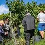 Südoststeirische Landwirte wählen ihre Vertretung (Sujetbild)