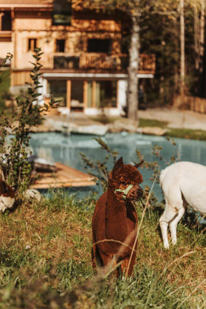 Urlauber haben die Möglichkeit Tiere wie Alpakas zu versorgen