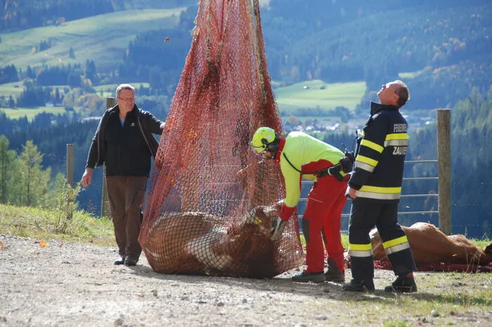 Für den Transport wurden die Tiere in Absprache mit dem Amtstierarzt betäubt. Eine halbe Stunde nach dem Transport wachten sie wieder auf.