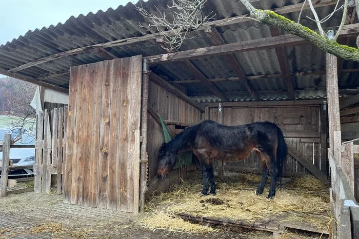 Die älteste tierische Bewohnerin am Hof ist Stute Arosa, sie ist stolz 31 Jahre alt.