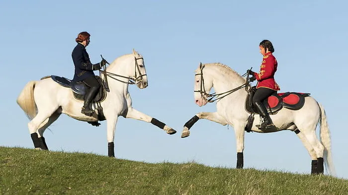 16 Hengste aus der ungarischen Reitschule Epona wurden für das Rossballett ausgewählt